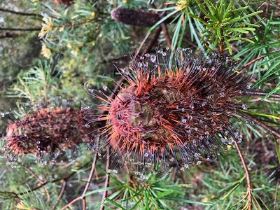 Rain drops on Banksia