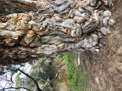 Paperbark Tree along creekbed