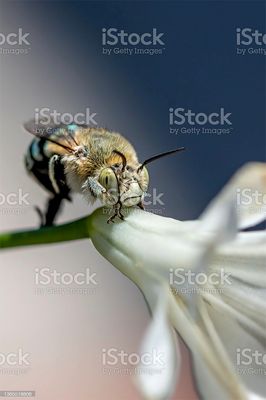 Bee.jpg