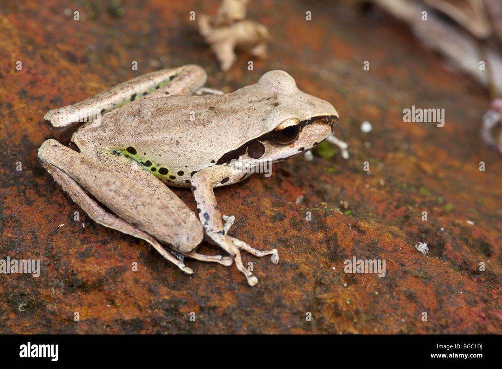 Roth tree frog