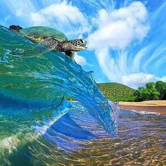 surfing turtle.jpg