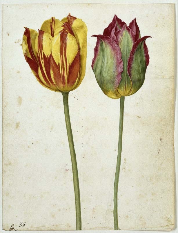 Two Tulips Flegel.jpg