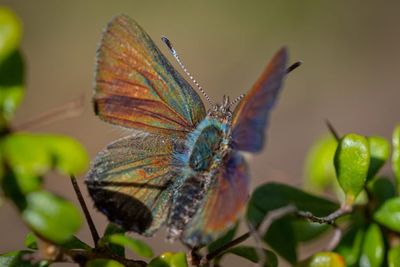 purple-copper-butterfly-768x512.jpeg