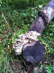 ruffle toadstools on tree.JPG