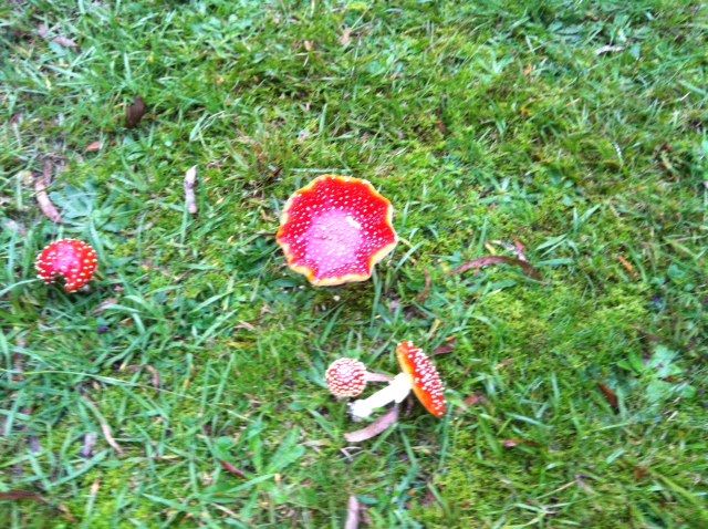 fairy toadstools 1.JPG