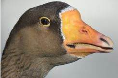 Quack.JPG