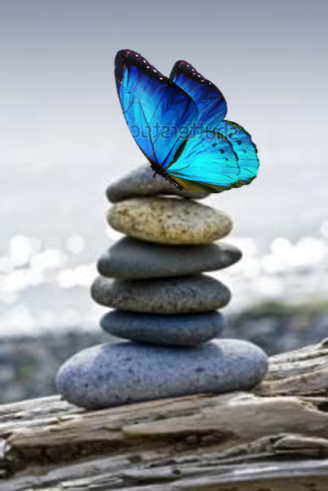 butterfly on rock stack.png