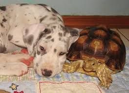 dog and turtle.jpeg