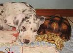 dog and turtle.jpeg