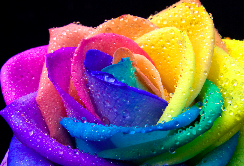 rainbow rose