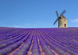 lavendar fields.jpg